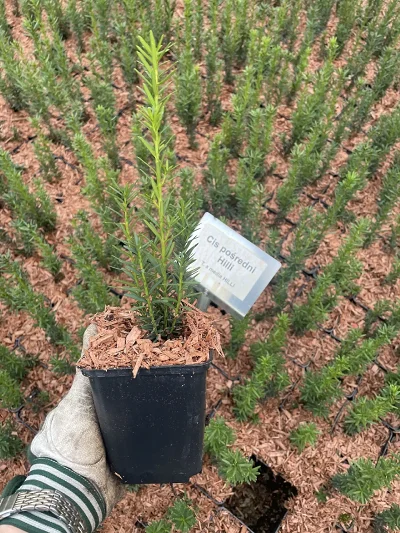 Cis pośredni Hilli P9 – sadenica