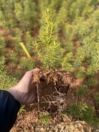 Cis Dwarf Bright Gold P9 – koreňový systém