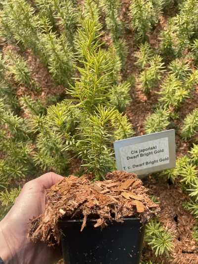 Cis Dwarf Bright Gold P9 – mladá rastlina