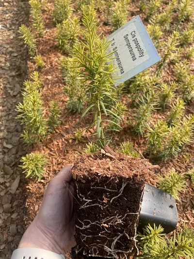 Cis Semperaurea P9 – sadenica