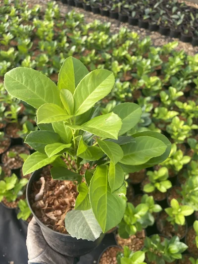 Laurowiśnia Rotundifolia C2 – pohľad a