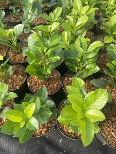 Laurowiśnia Rotundifolia C2 – pohľad b