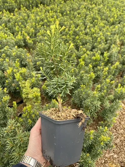 Taxus media Hicksii P9 – sadenica