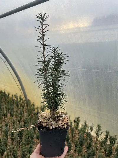 Cis pośredni Hicksii – sadenica